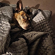 Isko participe au concours pour gagner de l'argent avec cette photo : animal, blanket, brindle, comfort, cozy, curious, dog, ear, face, fur, home, indoor, looking, pet, quilted, resting, shadow, soft, texture, wrapped