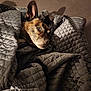 animal, blanket, brindle, comfort, cozy, curious, dog, ear, face, fur, home, indoor, looking, pet, quilted, resting, shadow, soft, texture, wrapped