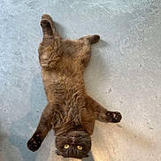 Zoupie a rejoint le concours — aidez-le/la à gagner de superbes lots ! animal, brown_cat, cat, concrete_floor, cute, domestic_animal, feline, funny_pose, fur, indoor, looking_at_camera, lying_down, mammal, paws, pet, playful, relaxed, resting, whiskers, yellow_eyes