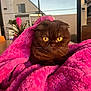 cat, scottish_fold, brown_fur, yellow_eyes, blanket, pink_blanket, cozy, indoor, table, plant, window, kitchen, furniture, curious, pet, animal, whiskers, soft_texture, closeup, domestic_animal
