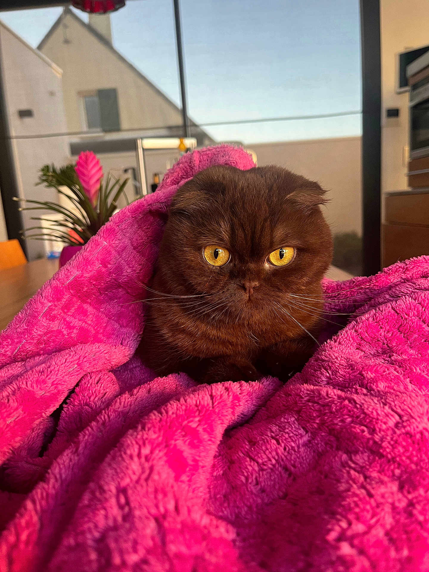 Zoupie a rejoint le concours — aidez-le/la à gagner de superbes lots ! cat, scottish_fold, brown_fur, yellow_eyes, blanket, pink_blanket, cozy, indoor, table, plant, window, kitchen, furniture, curious, pet, animal, whiskers, soft_texture, closeup, domestic_animal