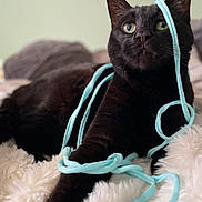 Thumper joined the competition — help win amazing prizes! black_cat, cat, pet, animal, feline, yarn, string, playful, curious, fluffy_blanket, soft_texture, indoor, close_up, relaxed, whiskers, ears, eyes, paw, resting, cozy