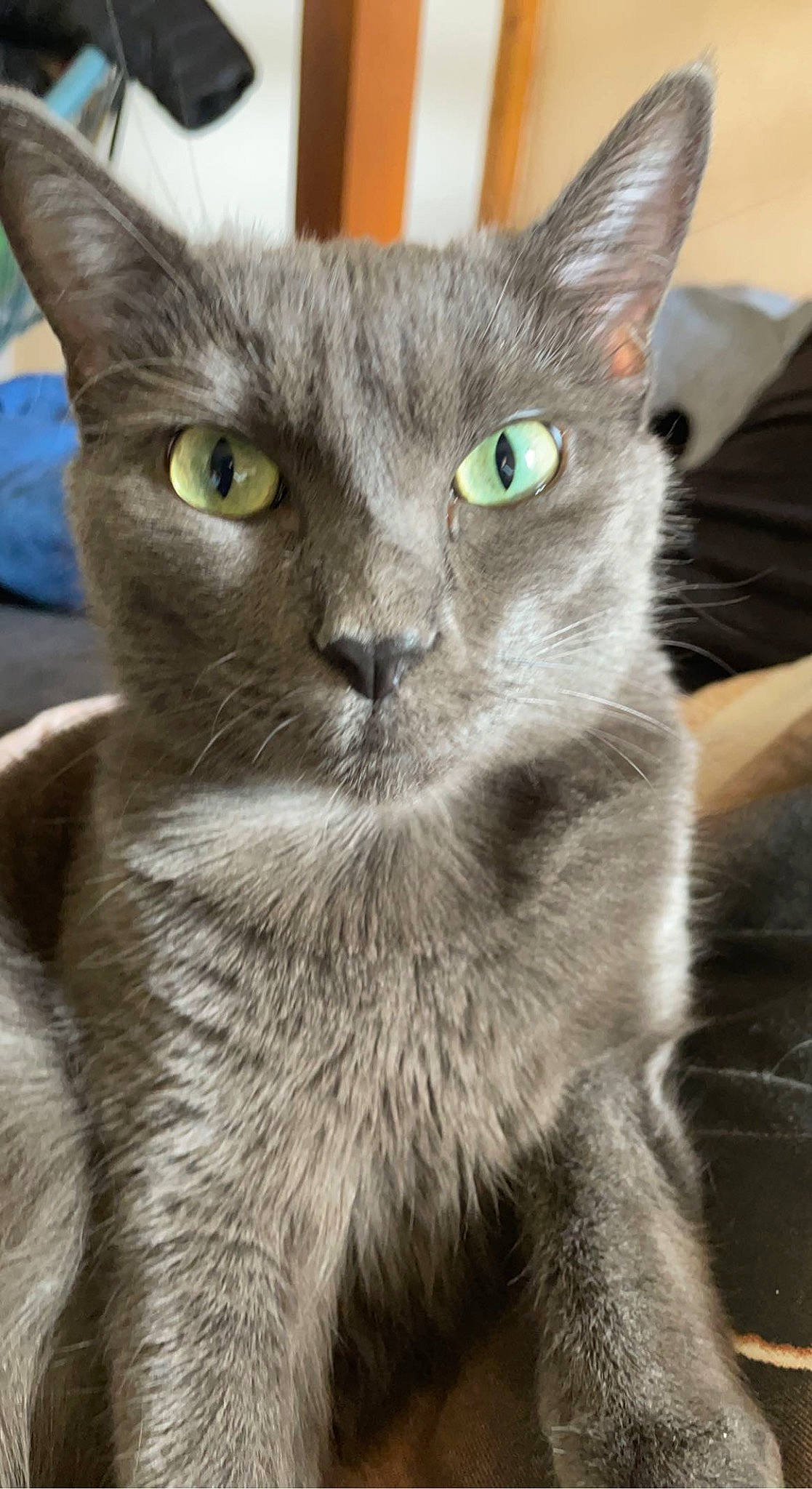 Athena a rejoint le concours — aidez-le/la à gagner de superbes lots ! carnivore, cat, close_up, domestic_short_haired_cat, ear, eye, felidae, fur, grey, head, russian_blue, small_to_medium_sized_cats, snout, terrestrial_animal, whiskers
