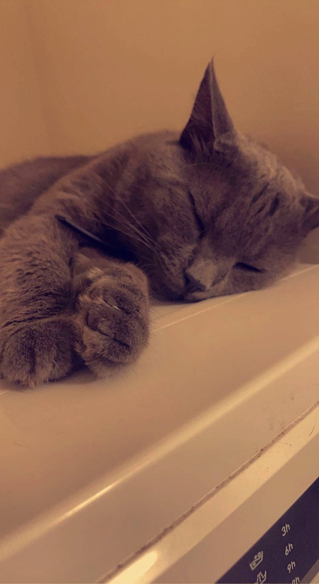 Looky a rejoint le concours — aidez-le/la à gagner de superbes lots ! carnivore, cat, cat_bed, claw, comfort, domestic_short_haired_cat, eye, felidae, fur, grey, nap, paw, russian_blue, sleep, small_to_medium_sized_cats, snout, tail, terrestrial_animal, whiskers