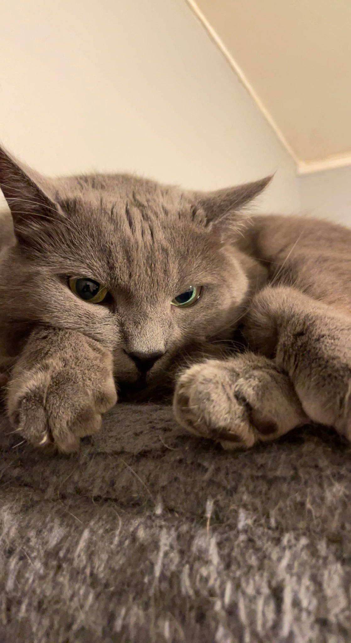 Looky a rejoint le concours — aidez-le/la à gagner de superbes lots ! carnivore, cat, claw, comfort, domestic_short_haired_cat, ear, felidae, fur, gesture, grey, mammal, monochrome_photography, paw, russian_blue, small_to_medium_sized_cats, tail, terrestrial_animal, vertebrate, whiskers, wildlife