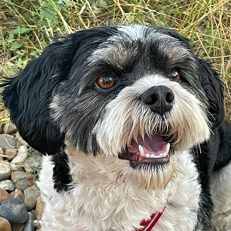 Gizmo is registered to the contest to win money with this photo: canidae, carnivore, companion_dog, dog, dog_breed, fur, grass, liver, mal_shi, maltepoo, shih_poo, shih_tzu, small_terrier, snout, sporting_group, terrestrial_animal, terrier, toy_dog, water_dog, working_animal