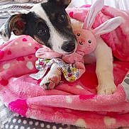 Milka participe au concours pour gagner de l'argent avec cette photo : animal, bed, blanket, bunny, comfort, cozy, cute, dog, ears, fur, heart_pattern, indoor, paws, pet, pink, plush_toy, puppy, snuggling, soft, young