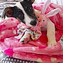 animal, bed, blanket, bunny, comfort, cozy, cute, dog, ears, fur, heart_pattern, indoor, paws, pet, pink, plush_toy, puppy, snuggling, soft, young