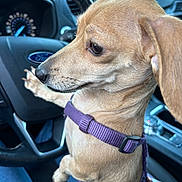 Martini is registered to the contest to win money with this photo: animal, canine, car_interior, close_up, cute, dashboard, dog, ford_logo, inside, leash, paw, pet, puppy, purple_harness, seat, sitting, small_dog, steering_wheel, tan_dog, vehicle
