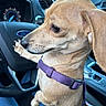 animal, canine, car_interior, close_up, cute, dashboard, dog, ford_logo, inside, leash, paw, pet, puppy, purple_harness, seat, sitting, small_dog, steering_wheel, tan_dog, vehicle