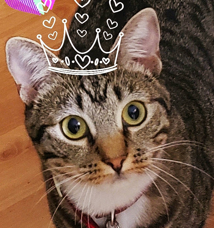 Coco joined the competition — help win amazing prizes! aegean_cat, american_bobtail, american_shorthair, american_wirehair, asian, california_spangled, carnivore, cat, domestic_short_haired_cat, dragon_li, european_shorthair, felidae, photo_caption, photography, pixie_bob, small_to_medium_sized_cats, snout, tabby_cat, toyger, whiskers