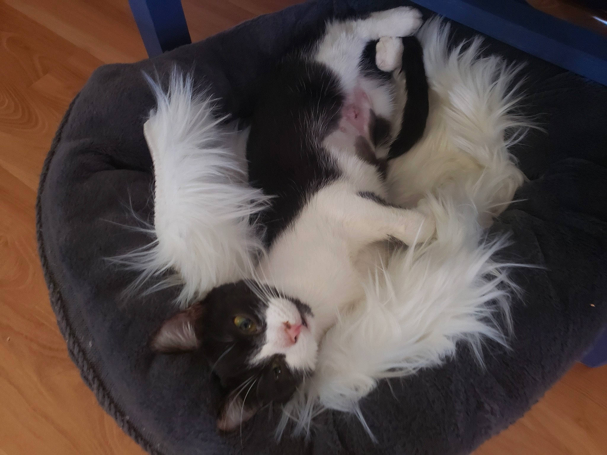 Kate is registered to the contest to win money with this photo: canidae, carnivore, cat, domestic_long_haired_cat, ear, felidae, fur, iris, japanese_chin, mammal, paw, small_to_medium_sized_cats, snout, tail, whiskers