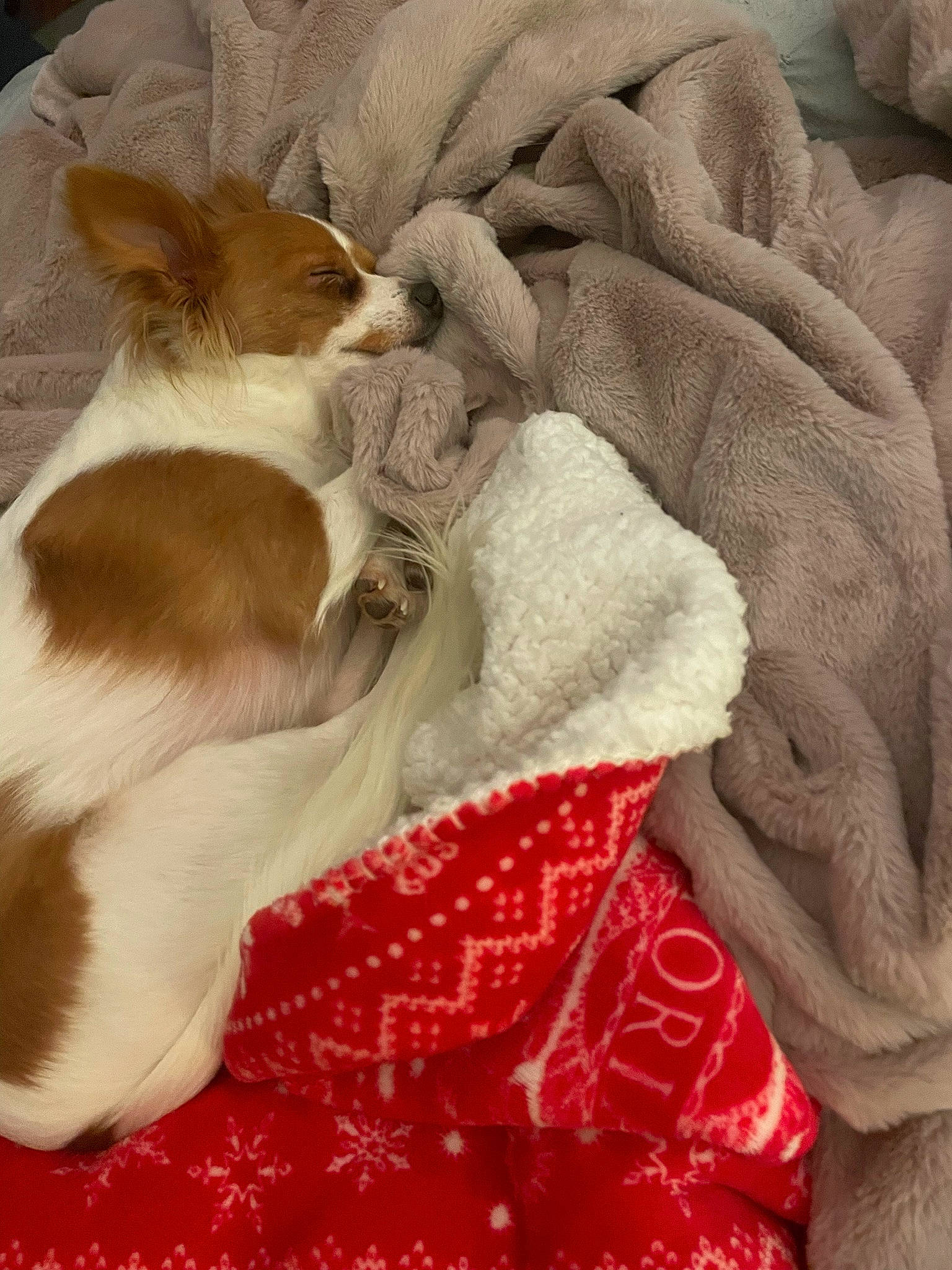 Gizmo joined the competition — help win amazing prizes! bed, bedding, canidae, carnivore, comfort, companion_dog, dog, dog_breed, fawn, felidae, fur, linens, nap, pattern, paw, small_to_medium_sized_cats, sporting_group, tail, toy_dog, whiskers