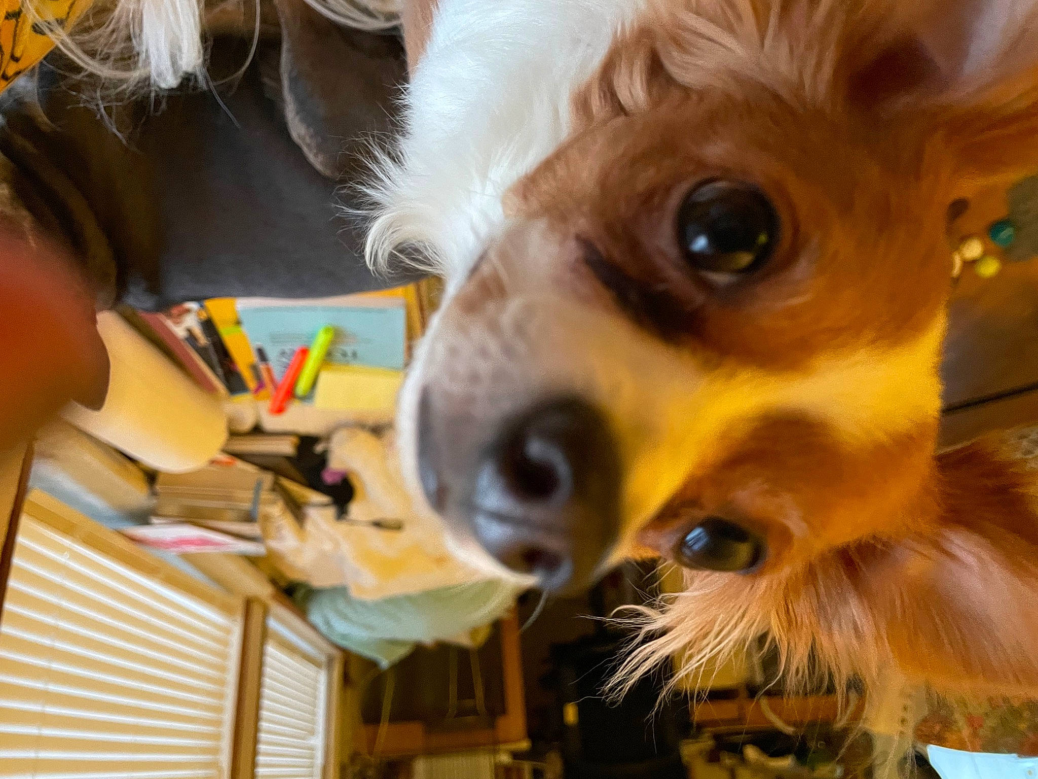 Gizmo is registered to the contest to win money with this photo: canidae, carnivore, companion_dog, corgi_chihuahua, dog, dog_breed, eyewear, fawn, fun, fur, photography, selfie, snout, sporting_group, sunglasses, toy_dog, whiskers, working_animal