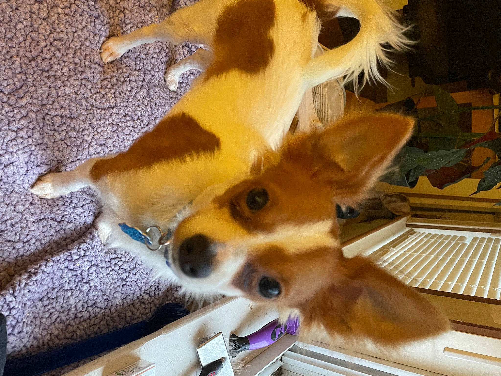 Gizmo is registered to the contest to win money with this photo: canidae, carnivore, companion_dog, corgi_chihuahua, dog, dog_breed, dog_supply, ear, fawn, felidae, fur, paw, pomeranian, puppy, snout, sporting_group, tail, toy_dog, whiskers, wildlife