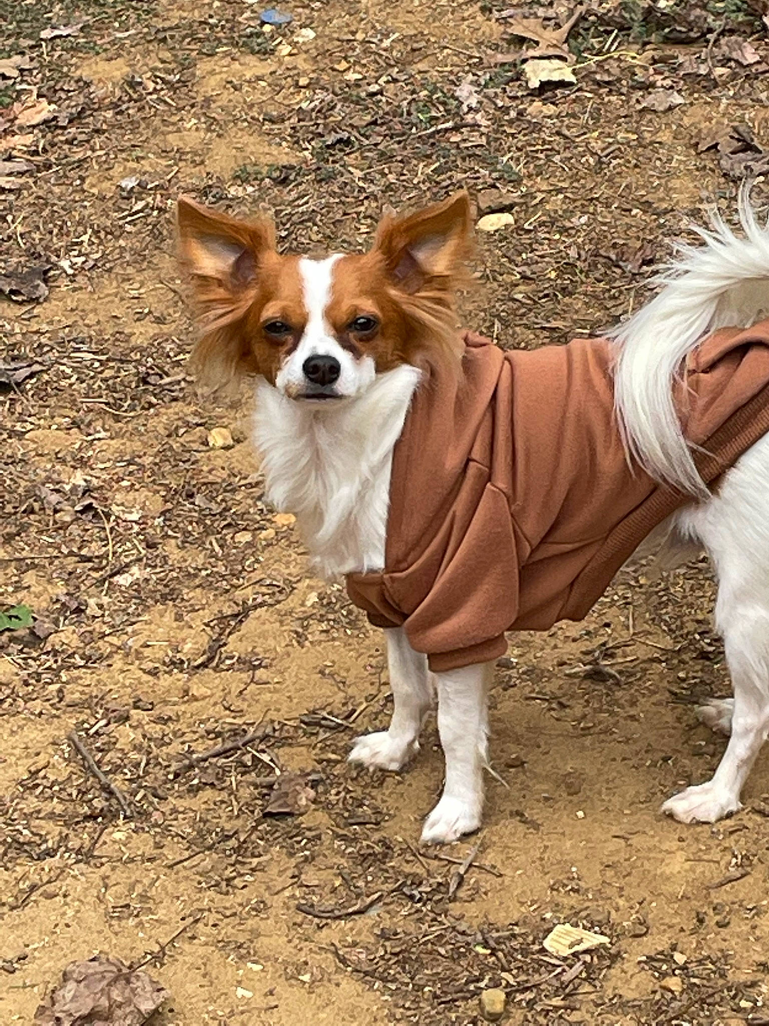 Gizmo is registered to the contest to win money with this photo: ancient_dog_breeds, canidae, carnivore, companion_dog, dog, dog_breed, dog_sports, dog_supply, fawn, fur, hunting_dog, non_sporting_group, snout, soil, sporting_group, tail, terrestrial_animal, whiskers, working_animal, working_dog