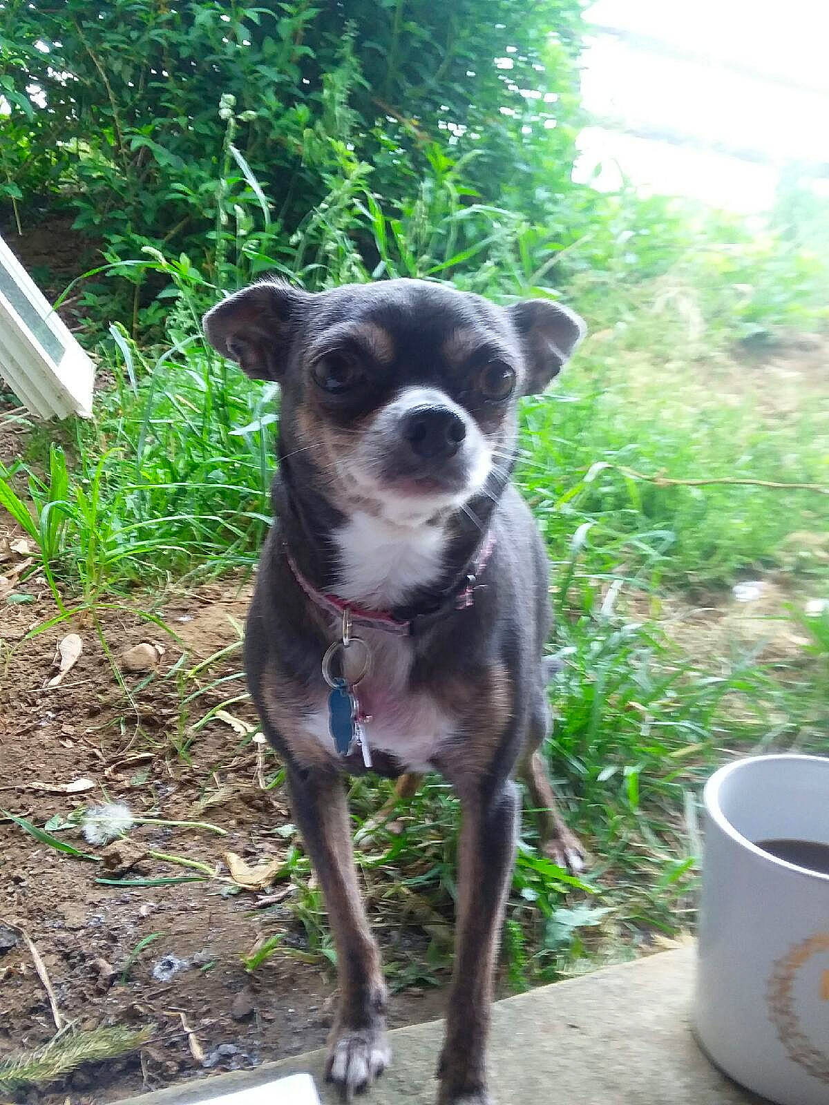 Chloe is registered to the contest to win money with this photo: canidae, carnivore, chihuahua, companion_dog, dog, dog_breed, fawn, grass, mexican_hairless_dog, plant, serveware, snout, sporting_group, tail, tea, terrestrial_animal, terrestrial_plant, toy_dog, whiskers, working_animal