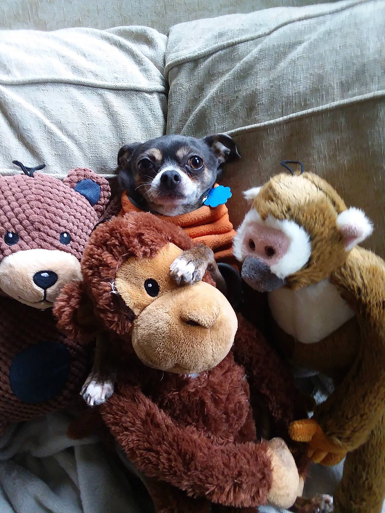 Chloe joined the competition — help win amazing prizes! bear, carnivore, comfort, companion_dog, couch, dog, dog_breed, fawn, fur, mammal, plush, snout, stuffed_toy, sunglasses, teddy_bear, terrestrial_animal, textile, toy, toy_dog, vertebrate