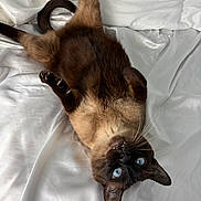 Mochi joined the competition — help win amazing prizes! cat, siamese_cat, blue_eyes, whiskers, fur, playful, relaxed, upside_down, bed, white_sheets, pet, animal, cute, claws, ears, lying_down, soft, feline, domestic_cat, indoor