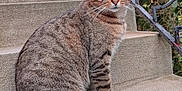Loulou participe au concours pour gagner de l'argent avec cette photo : cat, tabby_cat, pet, animal, green_eyes, whiskers, fur, tail, sitting, stairs, concrete, railing, outdoor, portrait, close_up, striped, alert, domestic_cat, side_view, pavement
