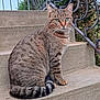 cat, tabby_cat, pet, animal, green_eyes, whiskers, fur, tail, sitting, stairs, concrete, railing, outdoor, portrait, close_up, striped, alert, domestic_cat, side_view, pavement