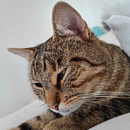 Loulou participe au concours pour gagner de l'argent avec cette photo : cat, tabby_cat, whiskers, sleeping, close_up, ear, paw, fur, nose, muzzle, portrait, pet, indoor, cozy, blanket, relaxed, domestic_animal, feline, green_eyes, soft_lighting