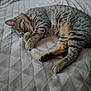 Loulou participe au concours pour gagner de l'argent avec cette photo : cat, tabby_cat, sleeping, nap, bed, blanket, paw, paw_pad, whiskers, fur, stripes, cozy, indoor, pet, feline, close_up, resting, bedding, soft_texture, domestic_animal