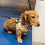 Theo joined the competition — help win amazing prizes! dog, puppy, dachshund, harness, leash, blue_table, veterinary_office, metal_panel, tile_floor, indoor, pet, animal, small_dog, curious, sitting, brown_dog, short_legs, fur, cute, waiting
