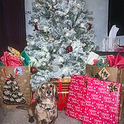 Theo is registered to the contest to win money with this photo: dog, christmas_tree, gift, present, holiday, decorations, ornament, carpet, indoor, festive, pet, wrapped_gift, bag, tree_lights, red, green, brown_dog, winter, celebration, cute