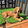 Theo joined the competition — help win amazing prizes! puppy, dog, golden_brown, collar, mat, green_mat, wooden_deck, sunlight, outdoor, fenced_balcony, pet, relaxed, looking_at_camera, young_dog, domestic_animal, canine, fur, ears, nose, paws