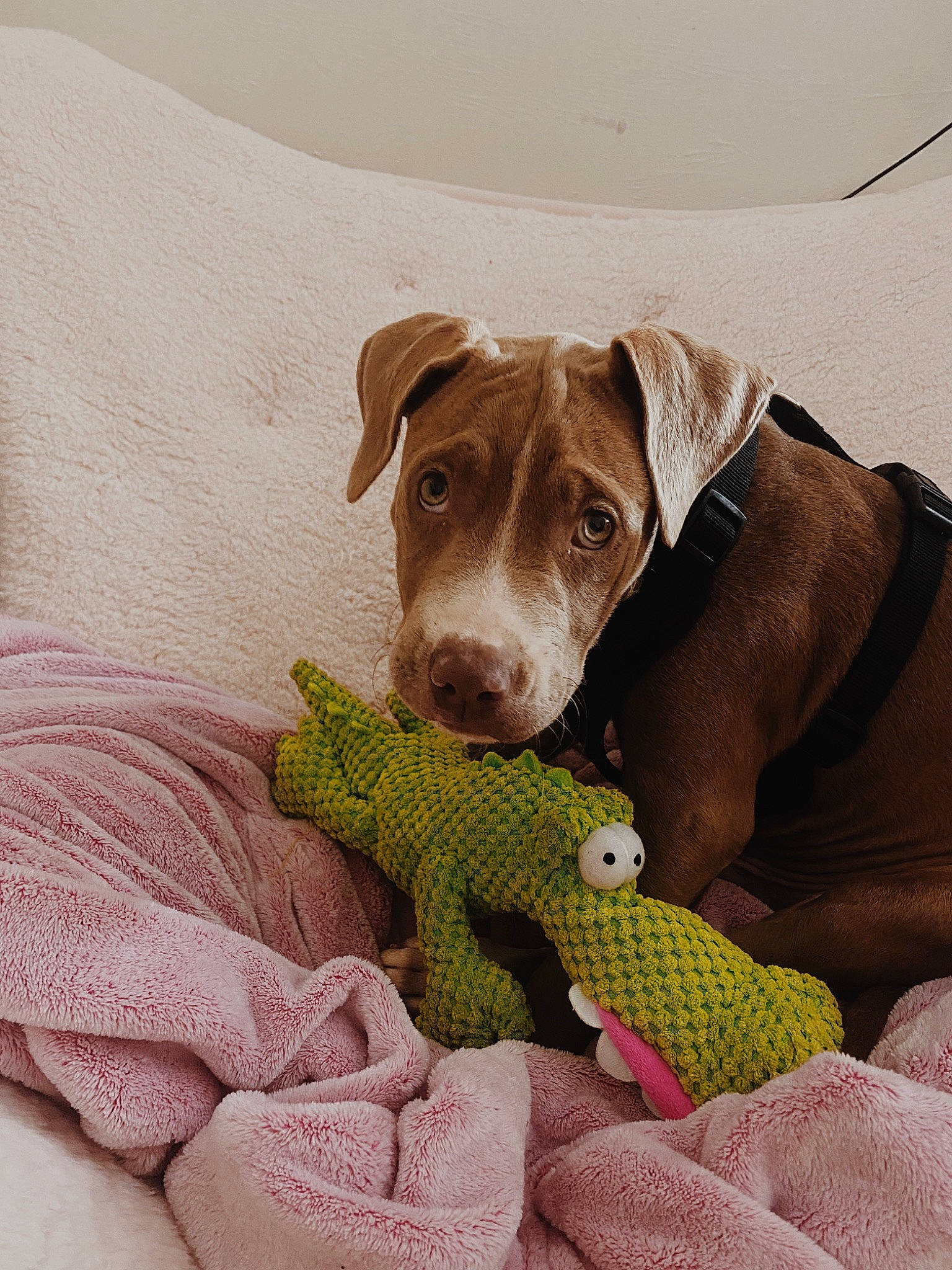 Brady joined the competition — help win amazing prizes! bedding, blanket, canidae, carnivore, comfort, companion_dog, dog, dog_breed, dog_supply, fur, linens, liver, pattern, paw, pet_supply, plush, stuffed_toy, terrestrial_animal, toy, working_animal