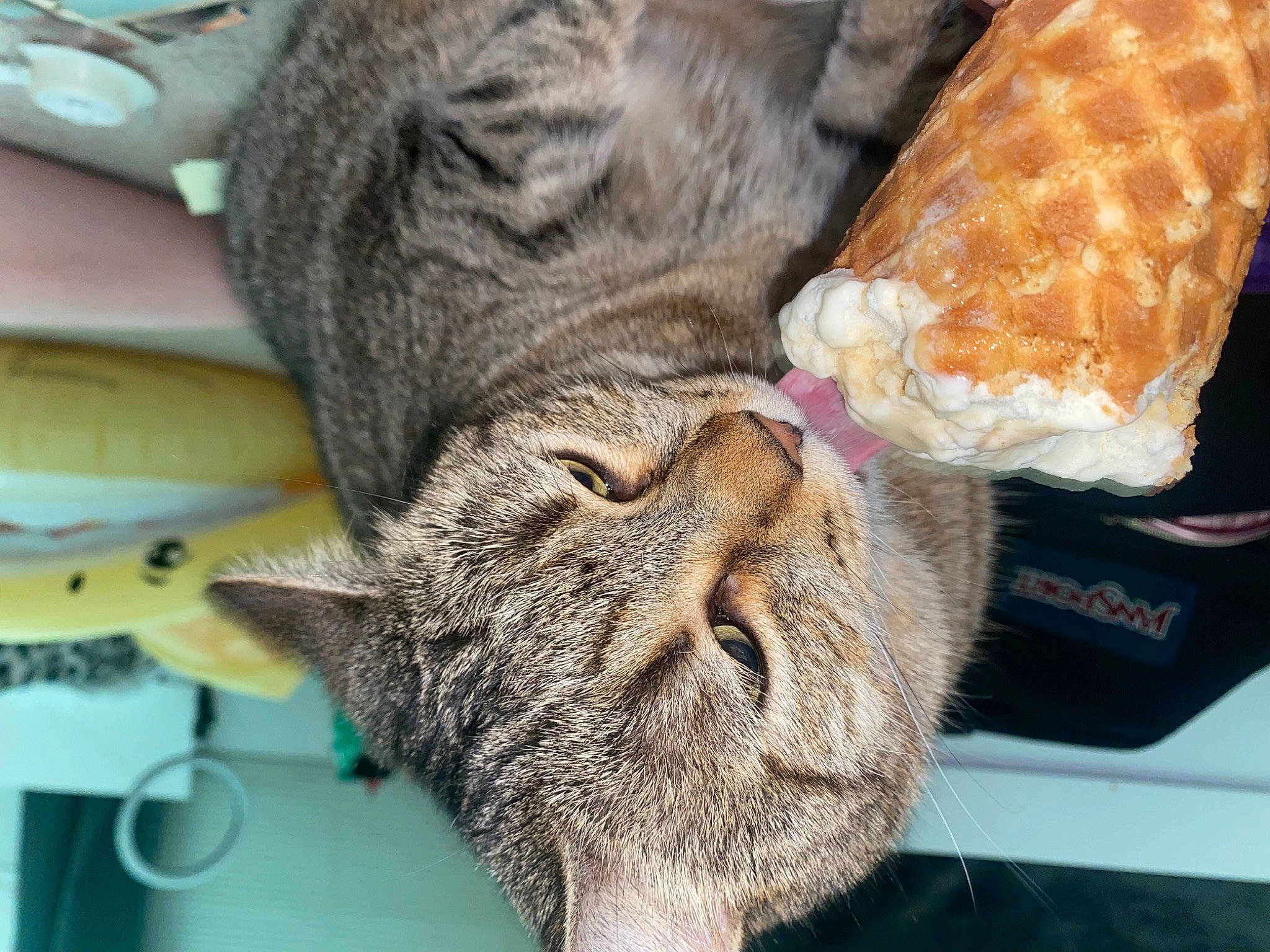 Minnie is registered to the contest to win money with this photo: carnivore, cat, claw, comfort, domestic_short_haired_cat, fawn, felidae, foot, fur, nap, pattern, paw, sleep, small_to_medium_sized_cats, snout, tail, terrestrial_animal, thread, whiskers