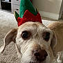 animal, brown_fur, cabinet, canine, carpet, christmas_hat, close_up, curious, cute, dog, ears, elf_hat, festive, floor, furniture, indoor, nose, pet, portrait, whiskers