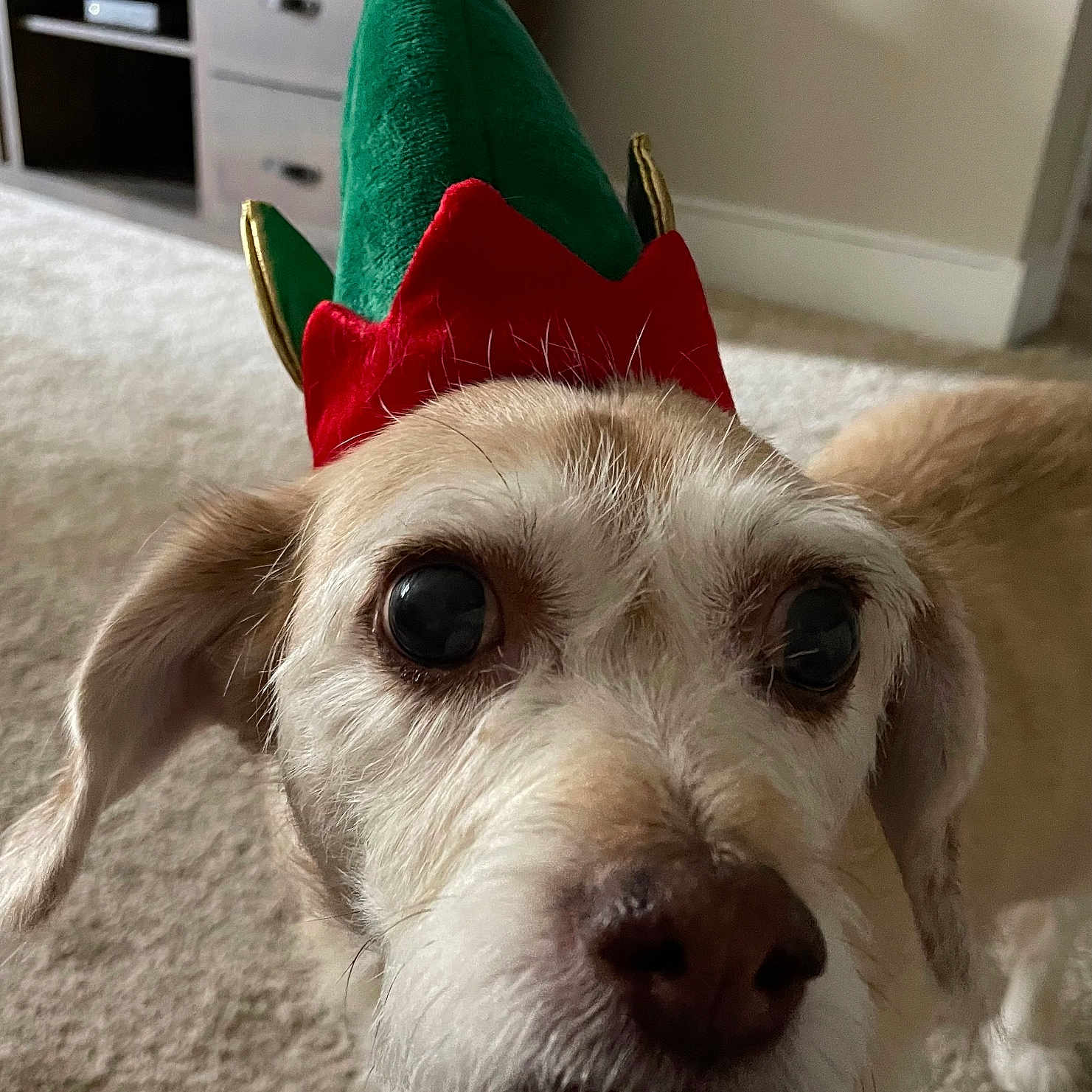 Daisy joined the competition — help win amazing prizes! animal, brown_fur, cabinet, canine, carpet, christmas_hat, close_up, curious, cute, dog, ears, elf_hat, festive, floor, furniture, indoor, nose, pet, portrait, whiskers