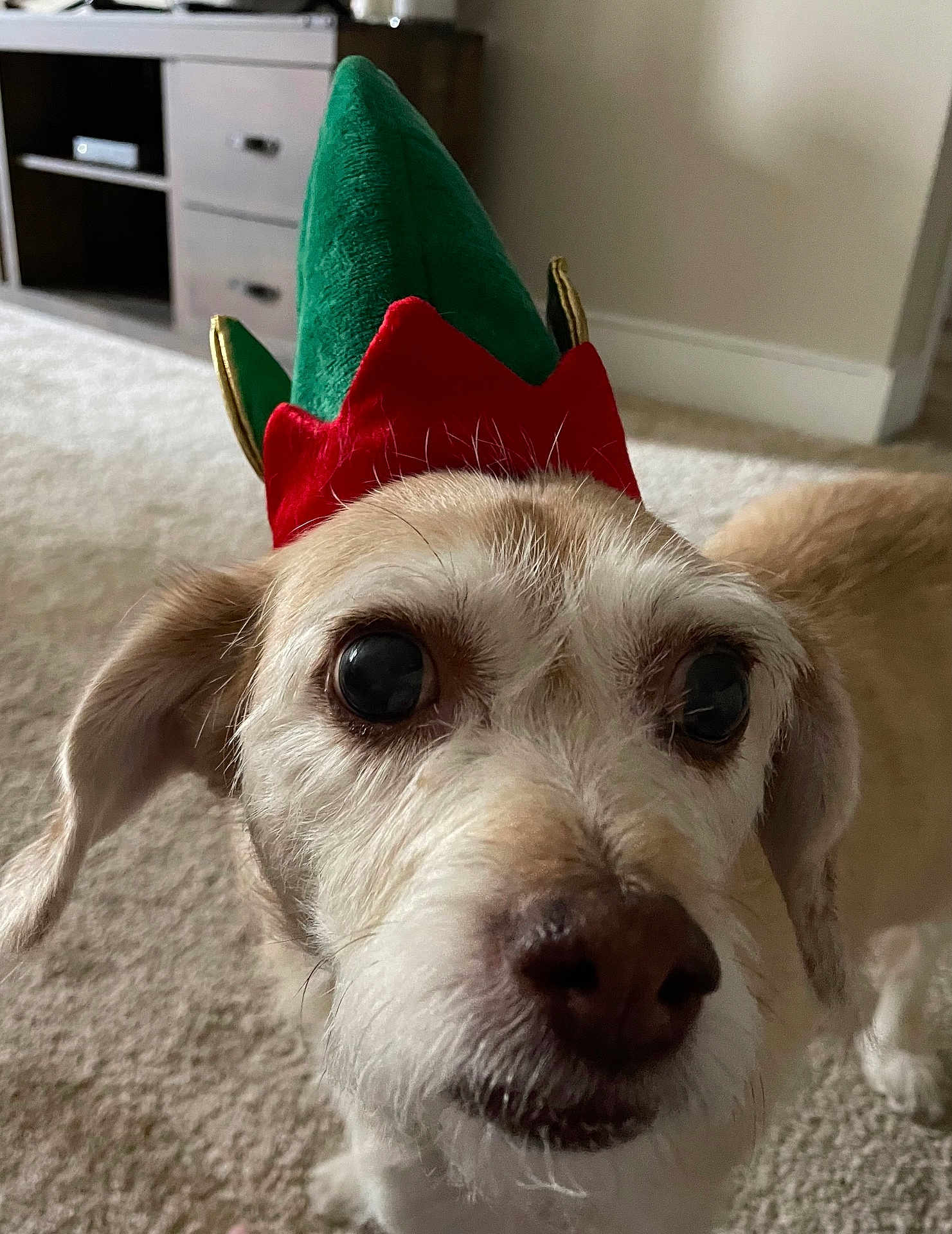 Daisy