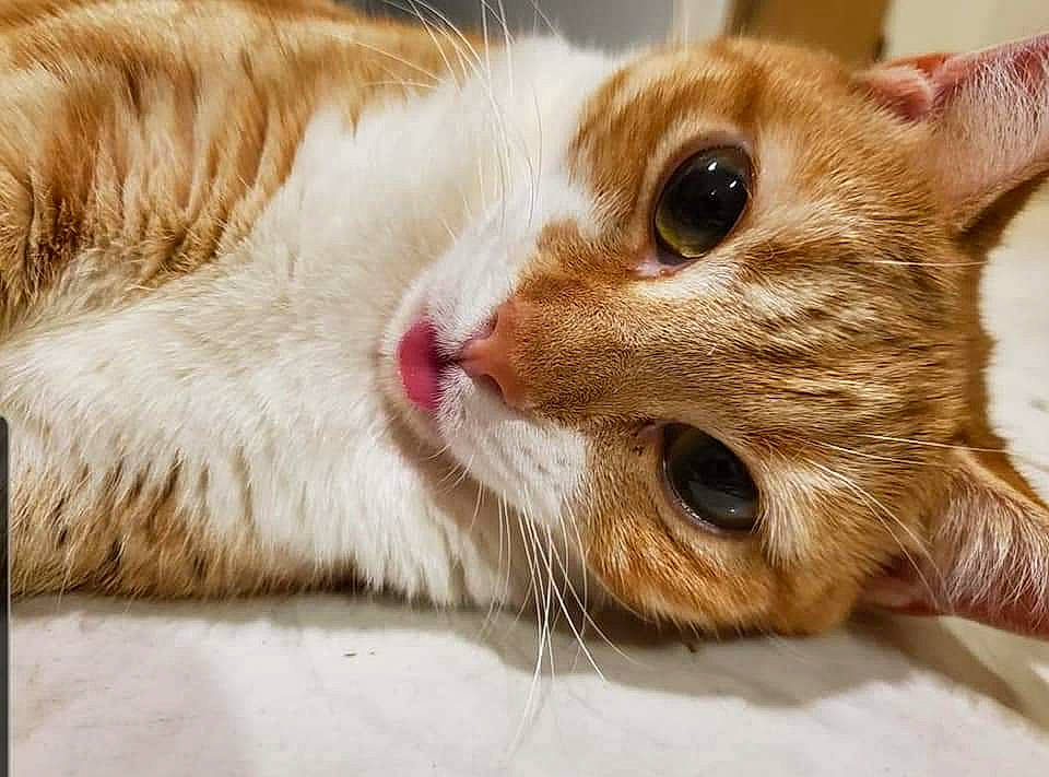 Hope joined the competition — help win amazing prizes! beige, blond, brown, carnivore, cat, close_up, domestic_short_haired_cat, facial_expression, fawn, felidae, fur, iris, liver, peach, skin, small_to_medium_sized_cats, snout, vertebrate, whiskers