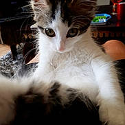 Molly a rejoint le concours — aidez-le/la à gagner de superbes lots ! animal, cat, close_up, curious, cute, ears, eyes, fluffy, fur, furniture, indoor, kitten, living_room, paws, pet, rug, tabby, whiskers, white, young