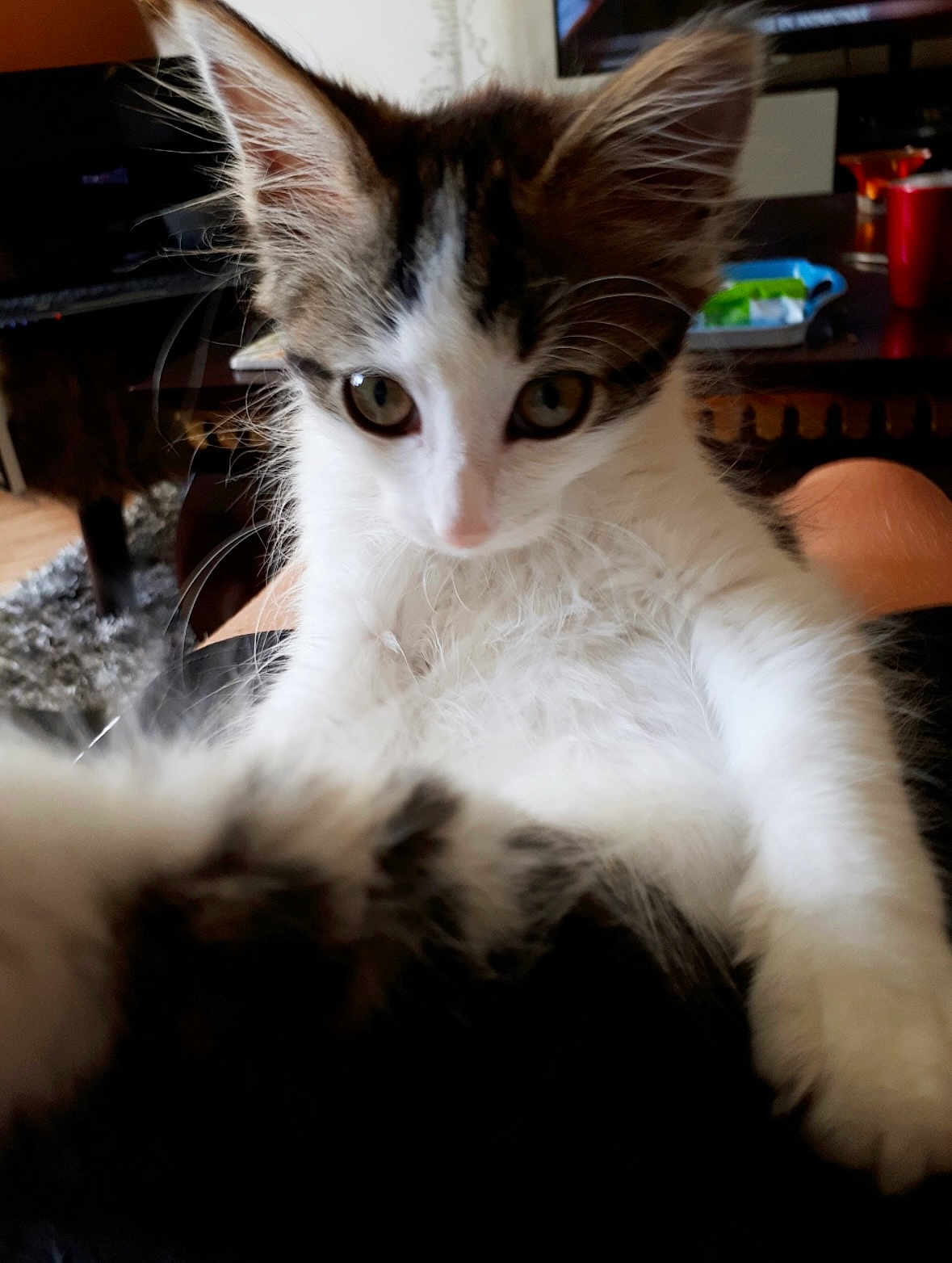 Molly