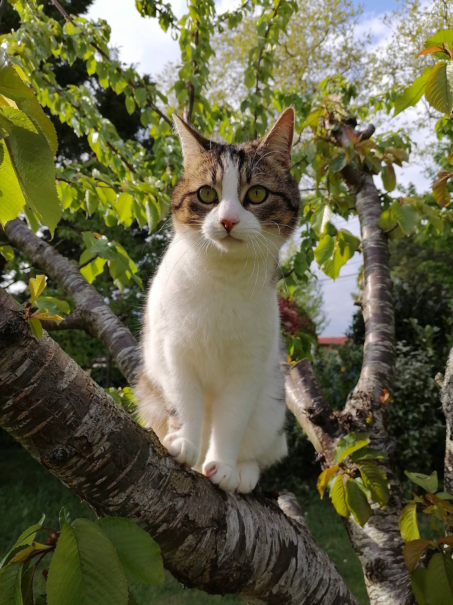 Oslo participe au concours pour gagner de l'argent avec cette photo : botany, branch, carnivore, cat, domestic_short_haired_cat, fawn, felidae, fur, grass, leaf, plant, sky, small_to_medium_sized_cats, snout, tail, tree, trunk, twig, whiskers, wildlife