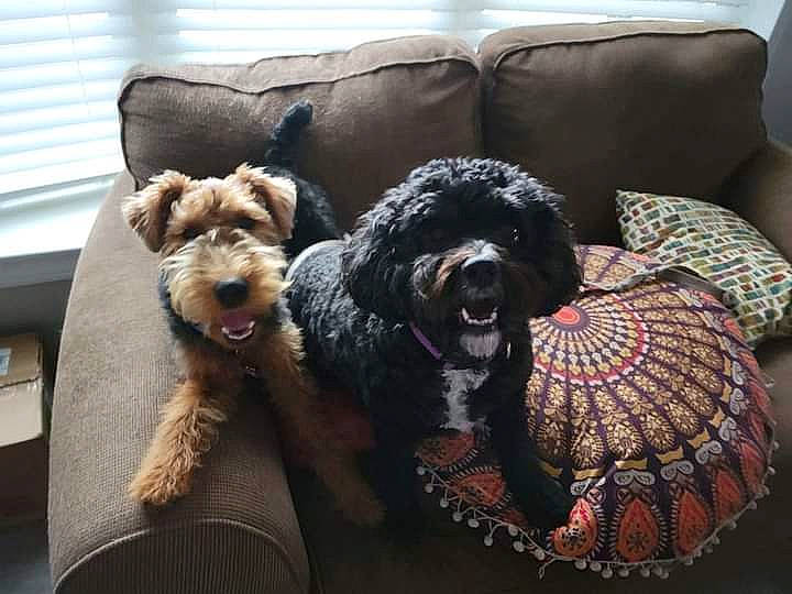 Simon joined the competition — help win amazing prizes! carnivore, comfort, companion_dog, couch, dog, dog_breed, dog_supply, fur, furniture, guard_dog, liver, living_room, pattern, pillow, sporting_group, terrier, toy_dog, water_dog, window_blind, working_animal