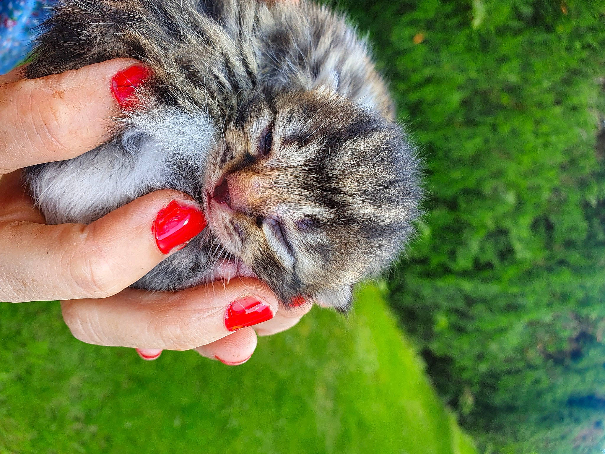 Bibou participe au concours pour gagner de l'argent avec cette photo : carnivore, cat, claw, domestic_short_haired_cat, european_shorthair, felidae, fur, grass, hand, kitten, kurilian_bobtail, maine_coon, norwegian_forest_cat, pixie_bob, polydactyl_cat, siberian, small_to_medium_sized_cats, tabby_cat, whiskers, wild_cat