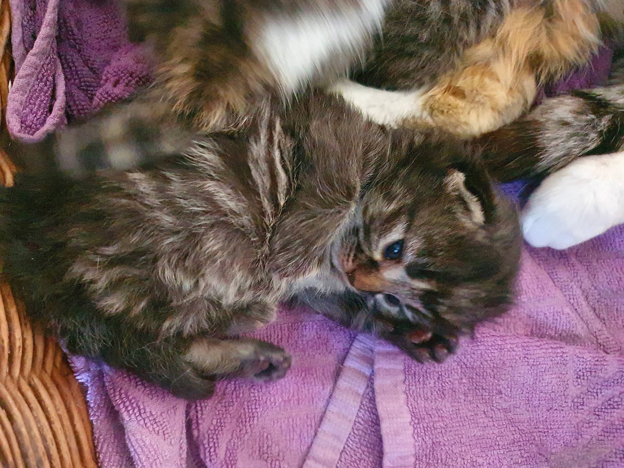 Bibou participe au concours pour gagner de l'argent avec cette photo : asian, british_semi_longhair, carnivore, cat, claw, domestic_long_haired_cat, european_shorthair, fawn, felidae, fur, kitten, maine_coon, mammal, norwegian_forest_cat, pixie_bob, ragamuffin, siberian, small_to_medium_sized_cats, tabby_cat, whiskers