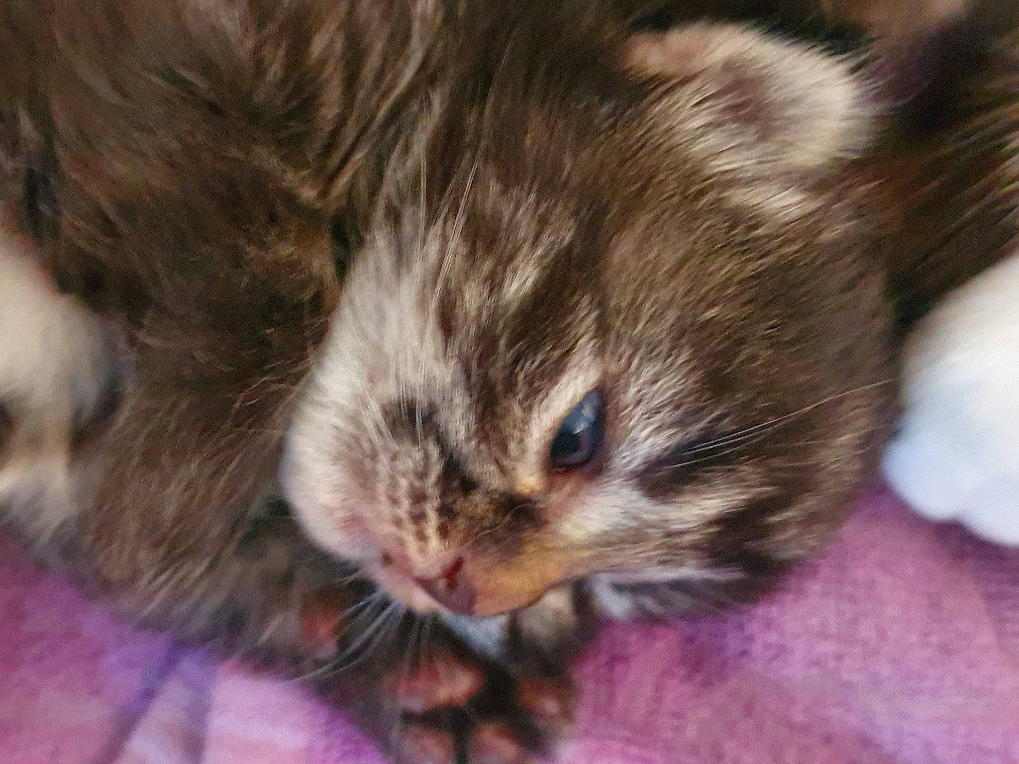 Bibou a rejoint le concours — aidez-le/la à gagner de superbes lots ! carnivore, cat, domestic_long_haired_cat, domestic_short_haired_cat, european_shorthair, felidae, fur, kitten, mammal, norwegian_forest_cat, pixie_bob, small_to_medium_sized_cats, snout, tabby_cat, whiskers