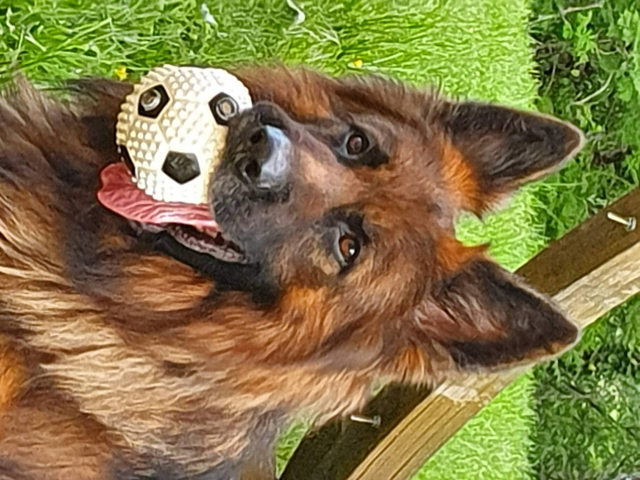 Milo participe au concours pour gagner de l'argent avec cette photo : bohemian_shepherd, canidae, carnivore, companion_dog, dog, dog_breed, german_shepherd_dog, king_shepherd, mammal, old_german_shepherd_dog, puppy, rare_breed_dog, snout, vertebrate, wood, working_dog