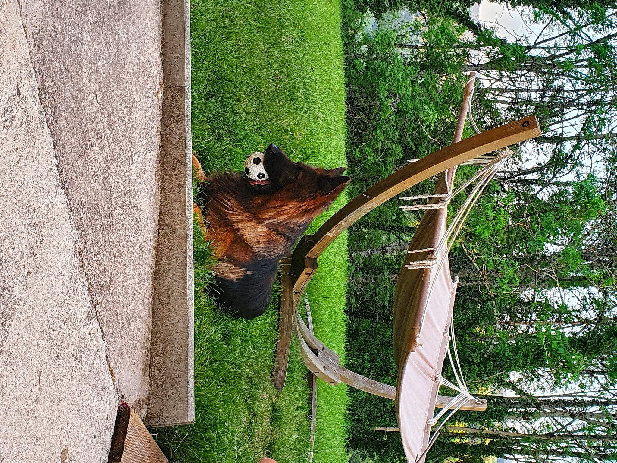 Milo a rejoint le concours — aidez-le/la à gagner de superbes lots ! fawn, plant, tail, tree, wildlife, wood