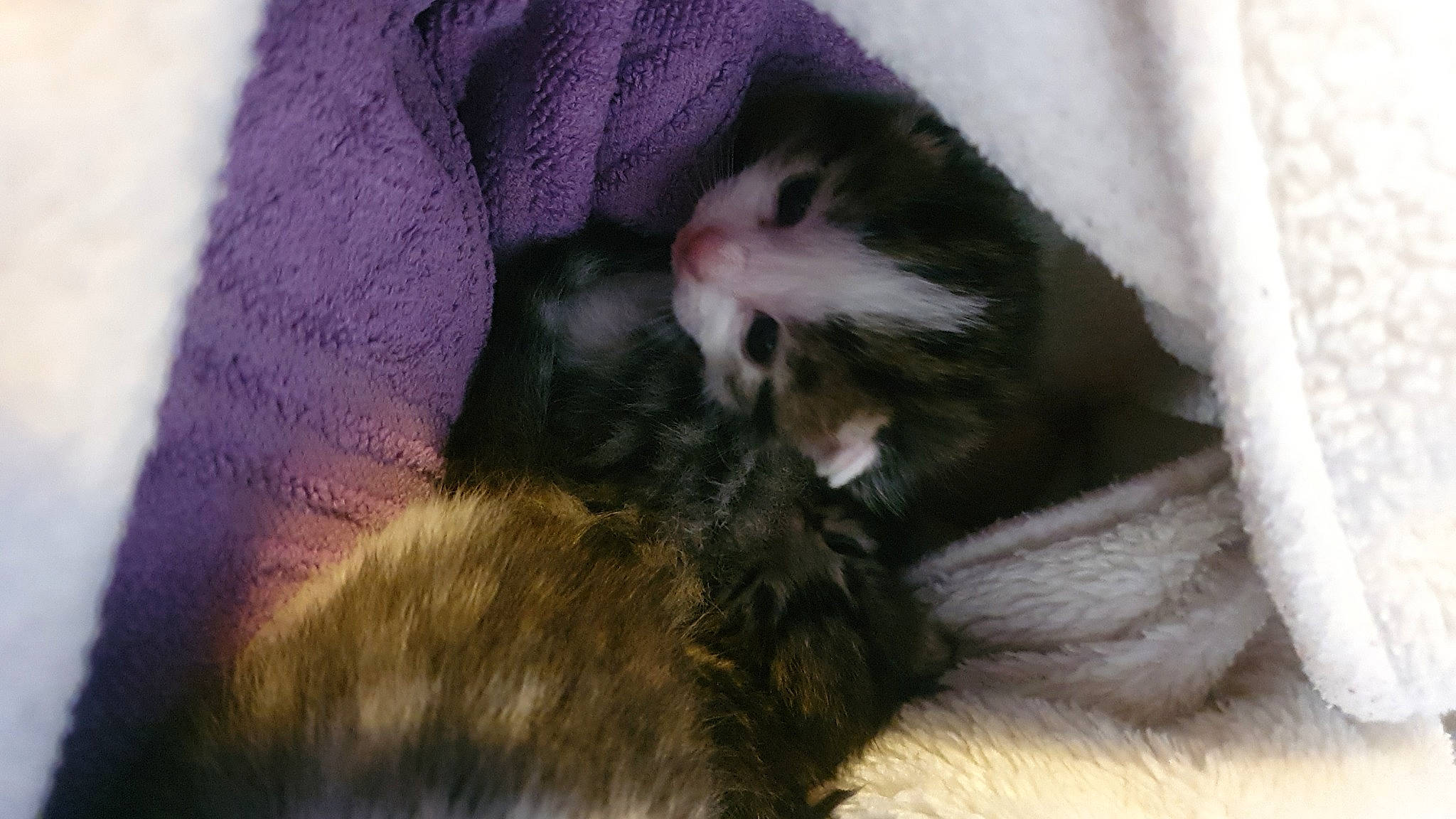 Pipon participe au concours pour gagner de l'argent avec cette photo : carnivore, cat, claw, felidae, fur, kitten, mammal, norwegian_forest_cat, small_to_medium_sized_cats, snout, whiskers