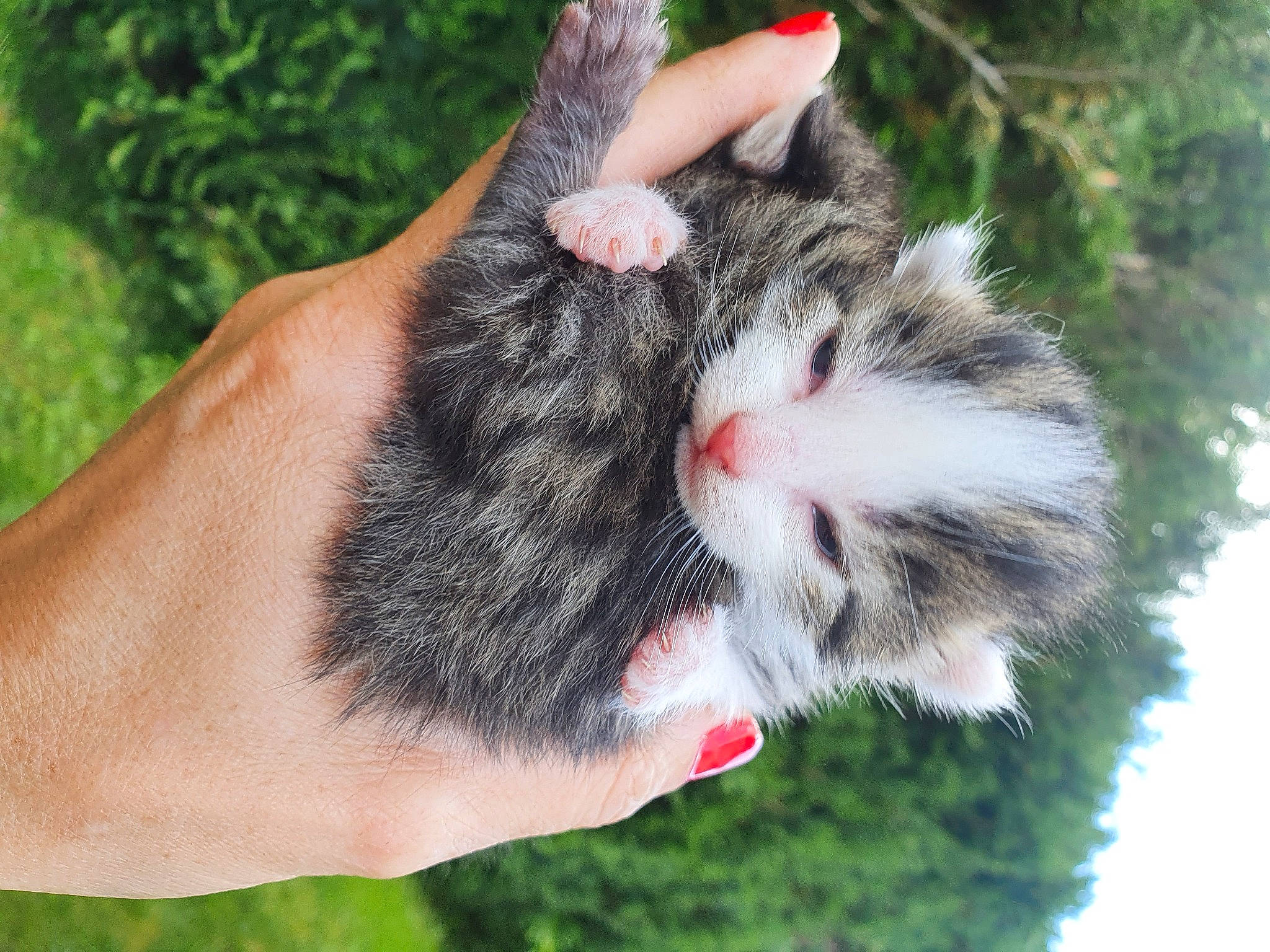 Pipon a rejoint le concours — aidez-le/la à gagner de superbes lots ! carnivore, cat, claw, domestic_rabbit, european_shorthair, fawn, felidae, fur, gesture, grass, hamster, hand, kitten, polydactyl_cat, rabbit, rabbits_and_hares, small_to_medium_sized_cats, snout, tabby_cat, whiskers