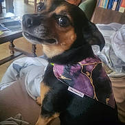 Lulu a rejoint le concours — aidez-le/la à gagner de superbes lots ! dog, small_dog, black_and_tan, bandana, pet, portrait, closeup, eyes, muzzle, indoors, bed, blanket, couch, chair, bookshelf, table, living_room, cozy, looking_up, collar