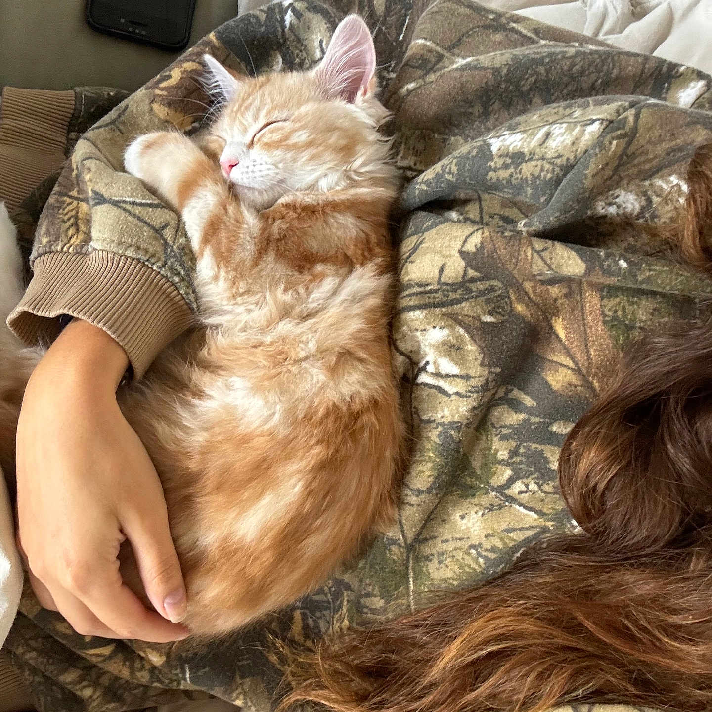Lando joined the competition — help win amazing prizes! animal, blanket, cat, cushion, furniture, head, homedecor, kitten, person, pet, quilt, sleeping