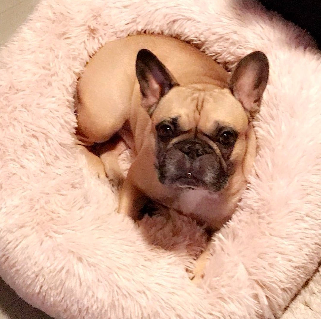 Jumbo a rejoint le concours — aidez-le/la à gagner de superbes lots ! canidae, carnivore, comfort, companion_dog, dog, dog_breed, fawn, felidae, fur, pug, puppy, snout, snow, sporting_group, tail, terrestrial_animal, toy_dog, whiskers, working_animal, wrinkle